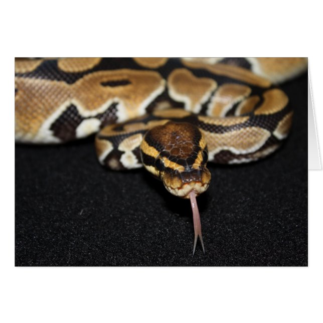 Ball Python Card (Vorderseite (Horizontal))