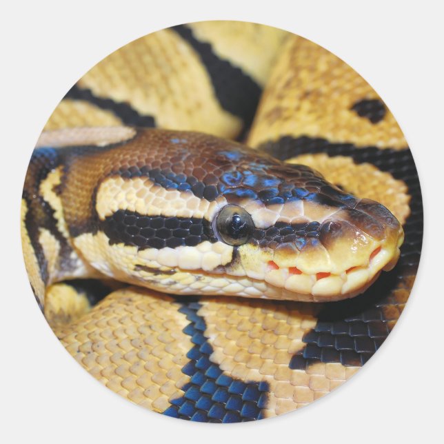 Ball Python Coiled, Nahkampf Runder Aufkleber (Vorderseite)
