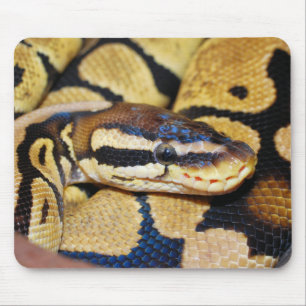 Ball Python, Gesicht, Kopf Mousepad