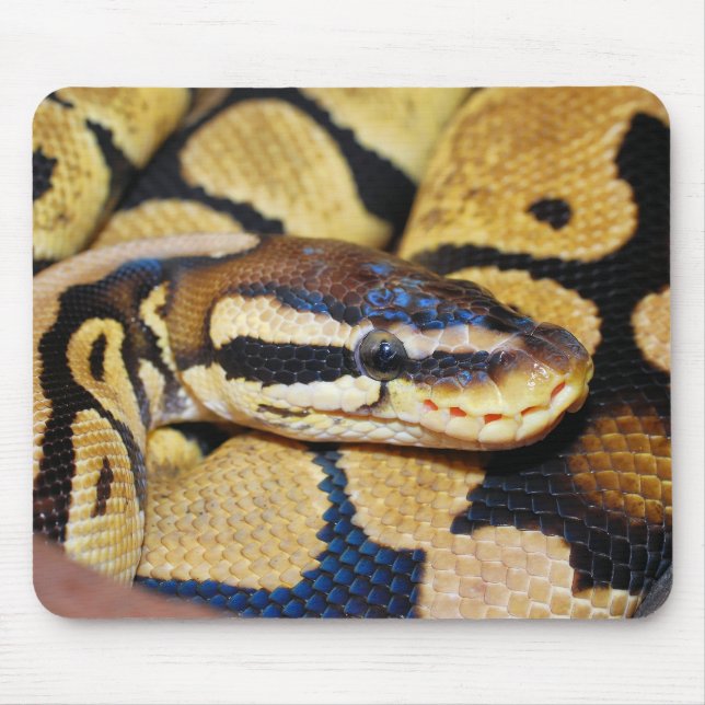 Ball Python, Gesicht, Kopf Mousepad (Vorne)
