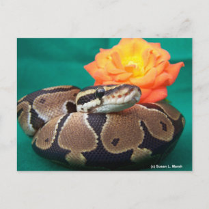 Ball Python, grüner Hintergrund, orange Rose Postkarte