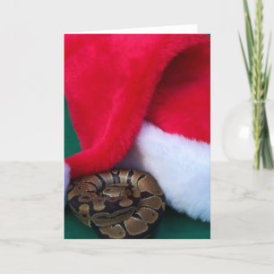 Ball Python neben der Weihnachtsmannmütze, Schlang Feiertagskarte
