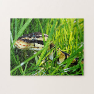 Ball Python Schlange im Gras