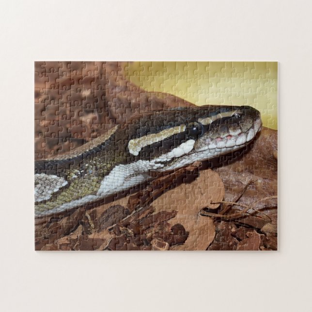 Ball Python Snake (Horizontal)