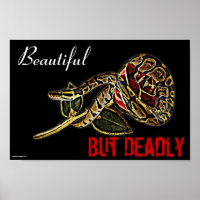Ball Python Snake Poster