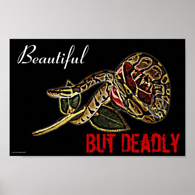 Ball Python Snake Poster (Vorne)