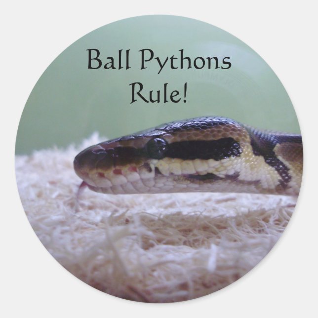 Ball Pythons Regel! Runder Aufkleber (Vorderseite)
