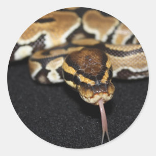 Ball-Pythonschlange-Aufkleber Runder Aufkleber