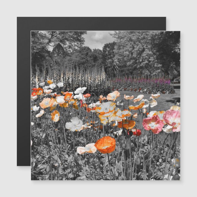 Ballarat Jardins botaniques Magnet d'affichage flo (Devant / Derrière)