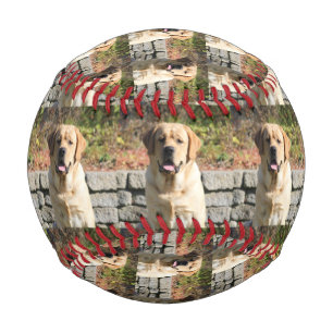Balle De Baseball Photo de chien animal