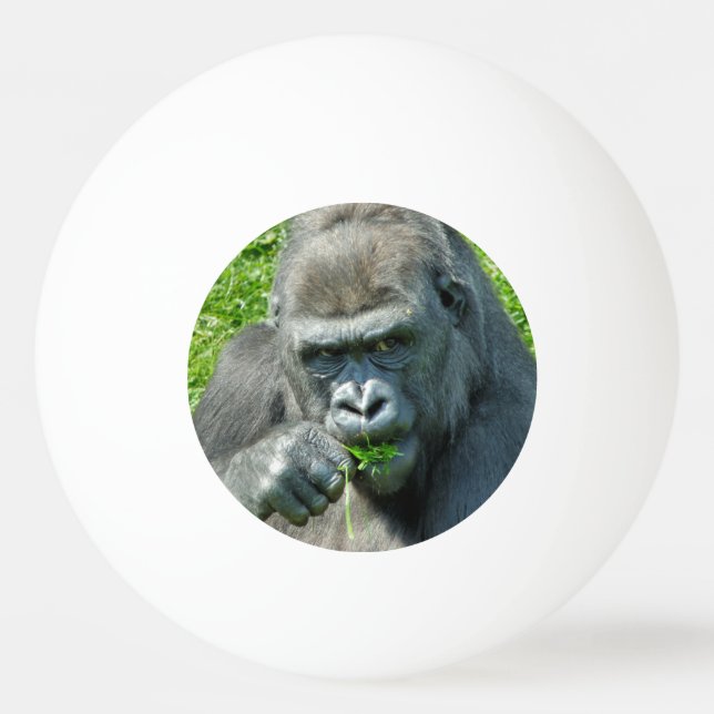 BALLE DE PING PONG ANIMAUX SAUVAGES - GORILLAS (Devant)