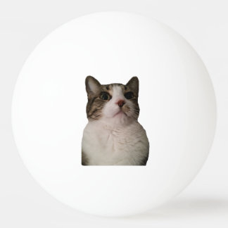Balle De Ping Pong Boule authentique de chat