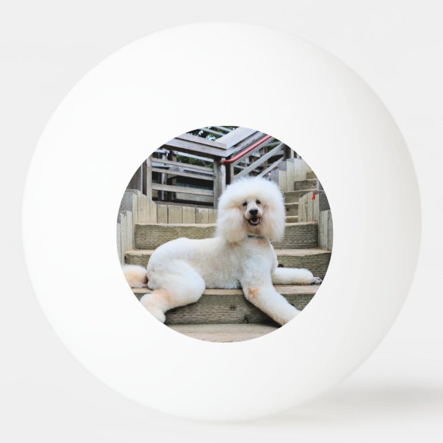 Balle De Ping Pong Caniche - brûlé - entraîneur (Devant)