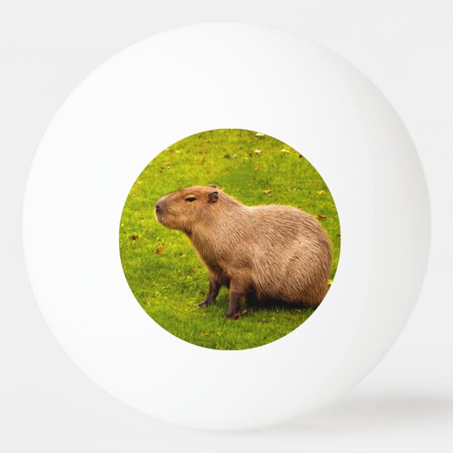 Balle De Ping Pong Capybara (Devant)
