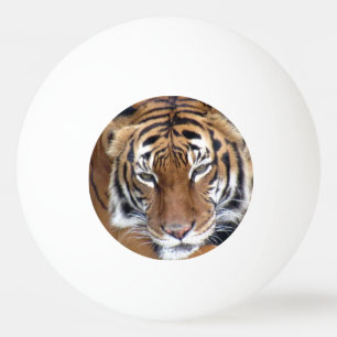 Balle De Ping Pong Ce Tigre Signifie Business Ping Pong Ball