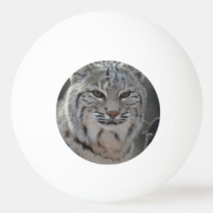 Balle De Ping Pong Chat sauvage de rampement