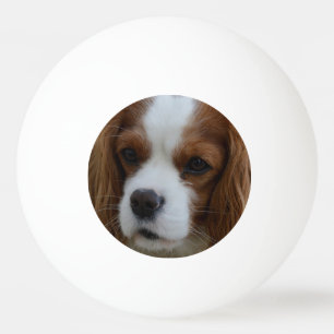 Balle De Ping Pong Chien