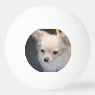 Balle De Ping Pong Chiwawa aux cheveux longs