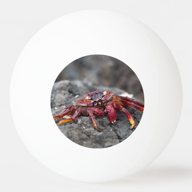 Balle De Ping Pong Crabe rouge (Dos)