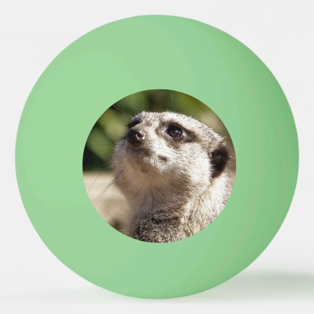 BALLE DE PING PONG CUTE MEERKAT (Devant)