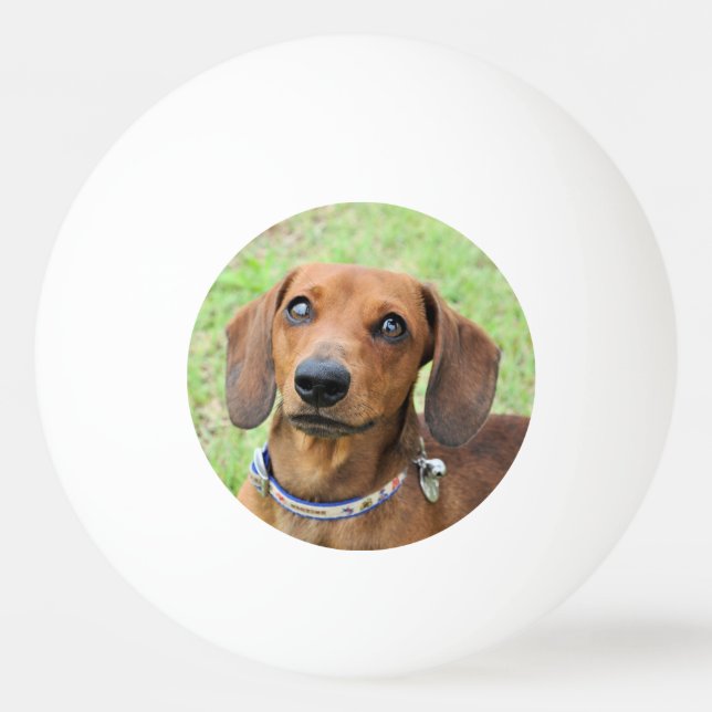Balle De Ping Pong Dachshund (Devant)