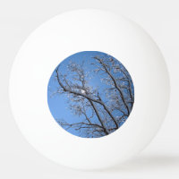Des arbres couverts de neige glacée
