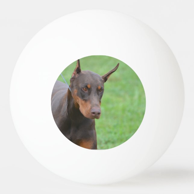 Balle De Ping Pong Dobermann (Devant)
