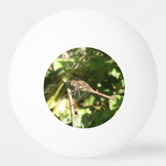 Balle De Ping Pong Dragonfly on the Twig Ping Pong Ball (Devant)
