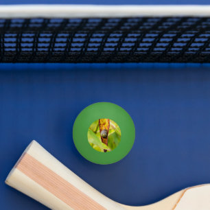 Balle De Ping Pong fixation calme