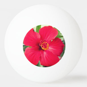 Balle De Ping Pong Fleur rouge de Hibiscus Rosa-sinensis