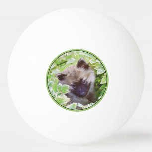 Balle De Ping Pong Keeshond Puppy in the Garden Peinture Art original