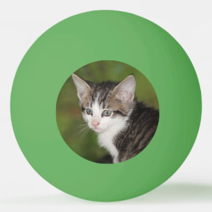 Balle De Ping Pong Kitten