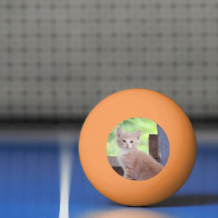 Balle De Ping Pong Kitten