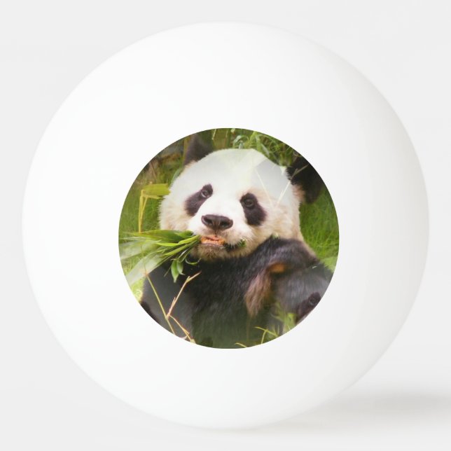 Balle De Ping Pong Ours panda (Devant)