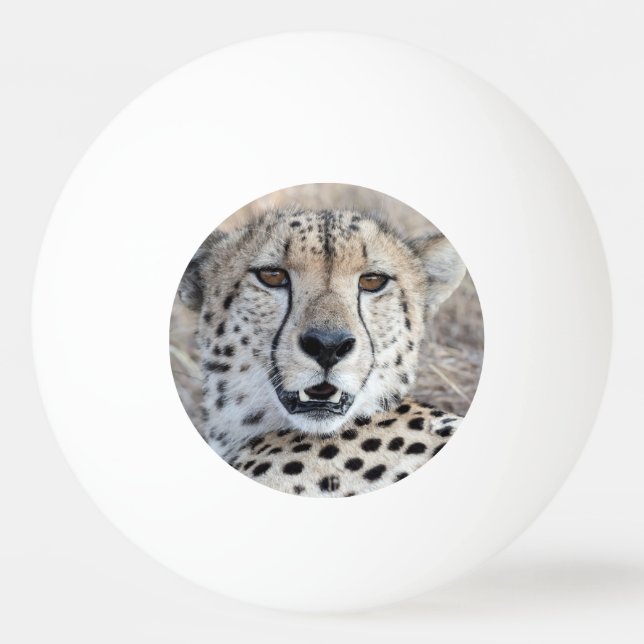 Balle De Ping Pong Portrait de Cheetah (Devant)