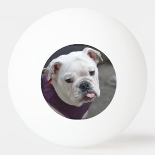 Balle De Ping Pong Raillerie de bouledogue