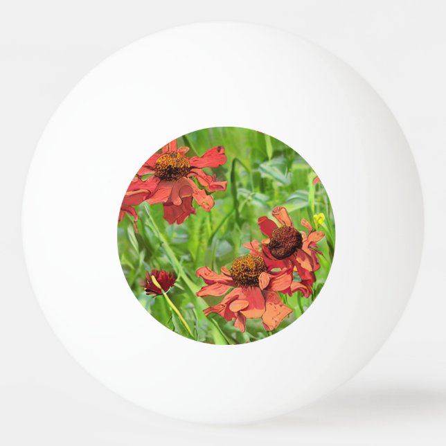 BALLE DE PING PONG RED RUDBECKIA FLOWERS (Devant)