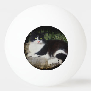 Balle De Ping Pong Reine de la boule de ping-pong de chat de jardin