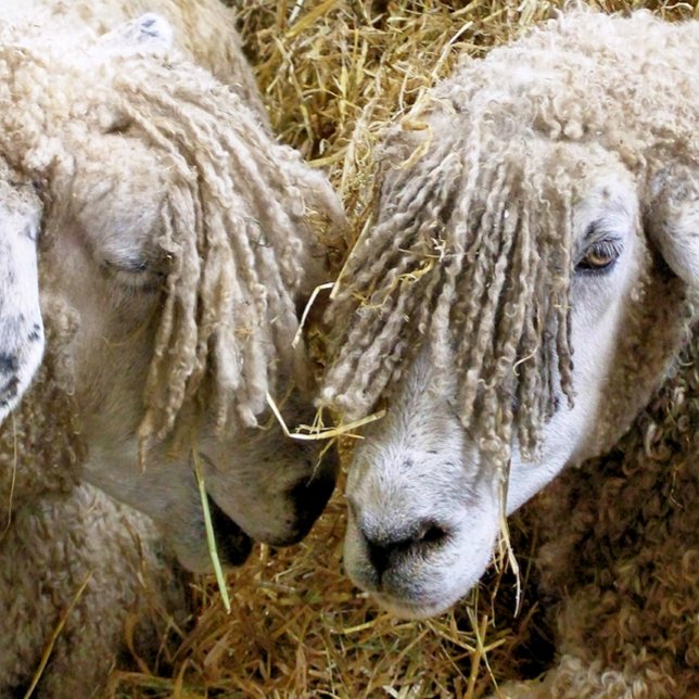BALLE DE PING PONG SHEEP (Créateur téléchargé)