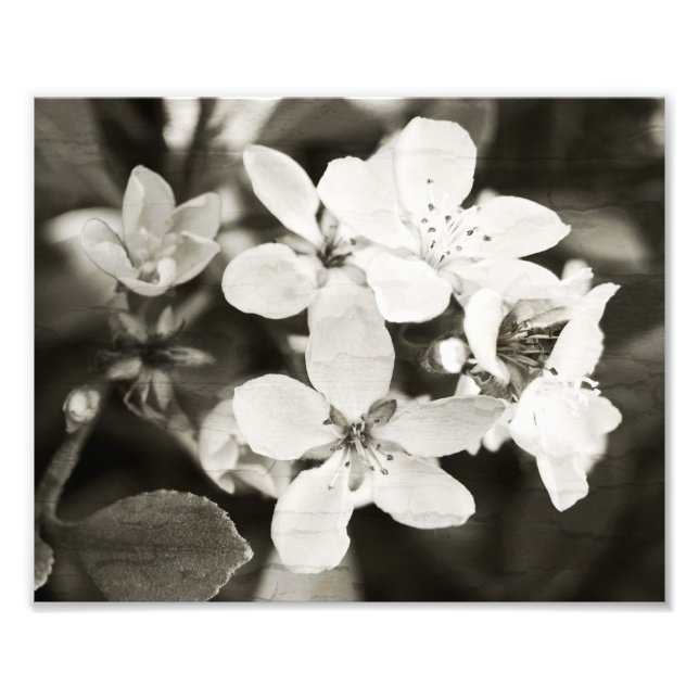 Ballerina Blossoms Vintages Foto drucken (Vorne)
