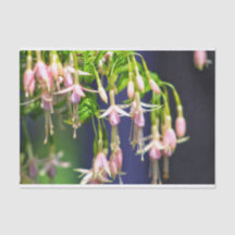 Ballerina-Blume