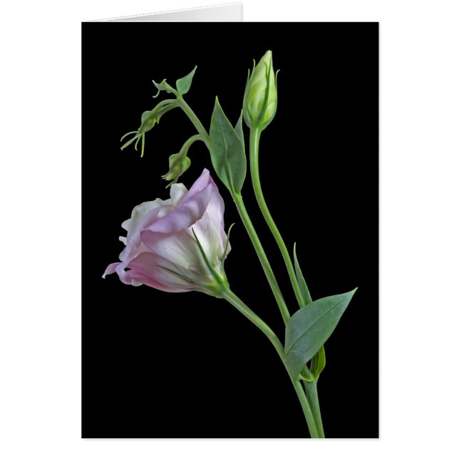 Ballerina Card (Vorne)