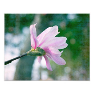 Ballerina Magnolia Fotodruck