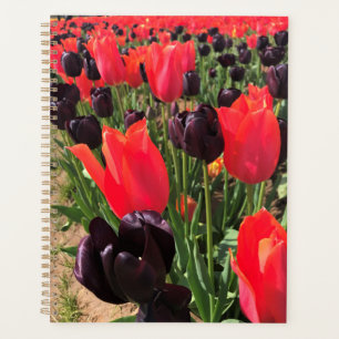 Ballerina & Queen of the Night Tulips Planer