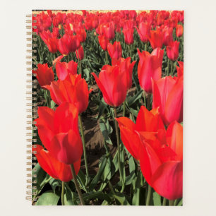 Ballerina Tulips, Oregon Planer