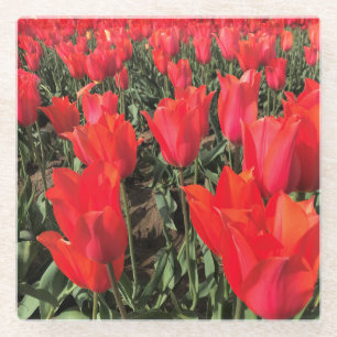 Ballerina Tulpen, Oregon Glasuntersetzer