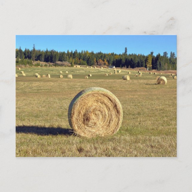 Balles de foin sur la carte postale de la ferme (Devant)