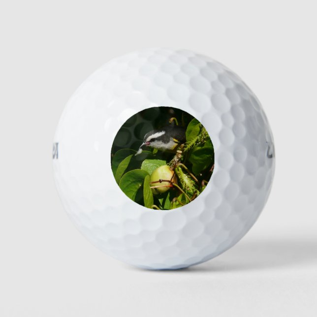 Balles De Golf Bananaquit Bird Mange Photographie tropicale (Devant)