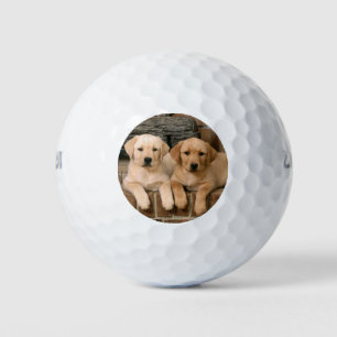 Balles De Golf Beaux chiots de laboratoire