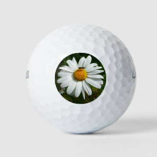 Balles De Golf Bee on Daisy Alaskan Summer Nature